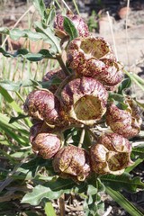 Pachycarpus grandiflorus