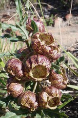 Pachycarpus grandiflorus