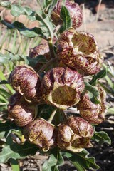 Pachycarpus grandiflorus
