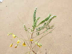 Weberbauerella brongniartioides