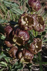 Pachycarpus grandiflorus
