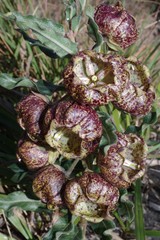 Pachycarpus grandiflorus