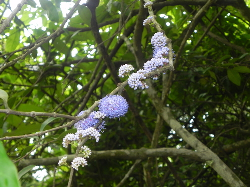 Image of Memecylon Umbellatum (Memecylon umbellatum) by no rights reserved