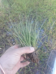 Triglochin scilloides