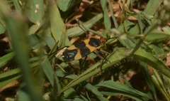 Oncopeltus sandarachatus