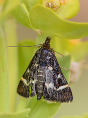 Pyrausta nigrata