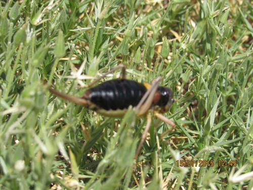 Sierra Nevadan Saddle Bush-cricket