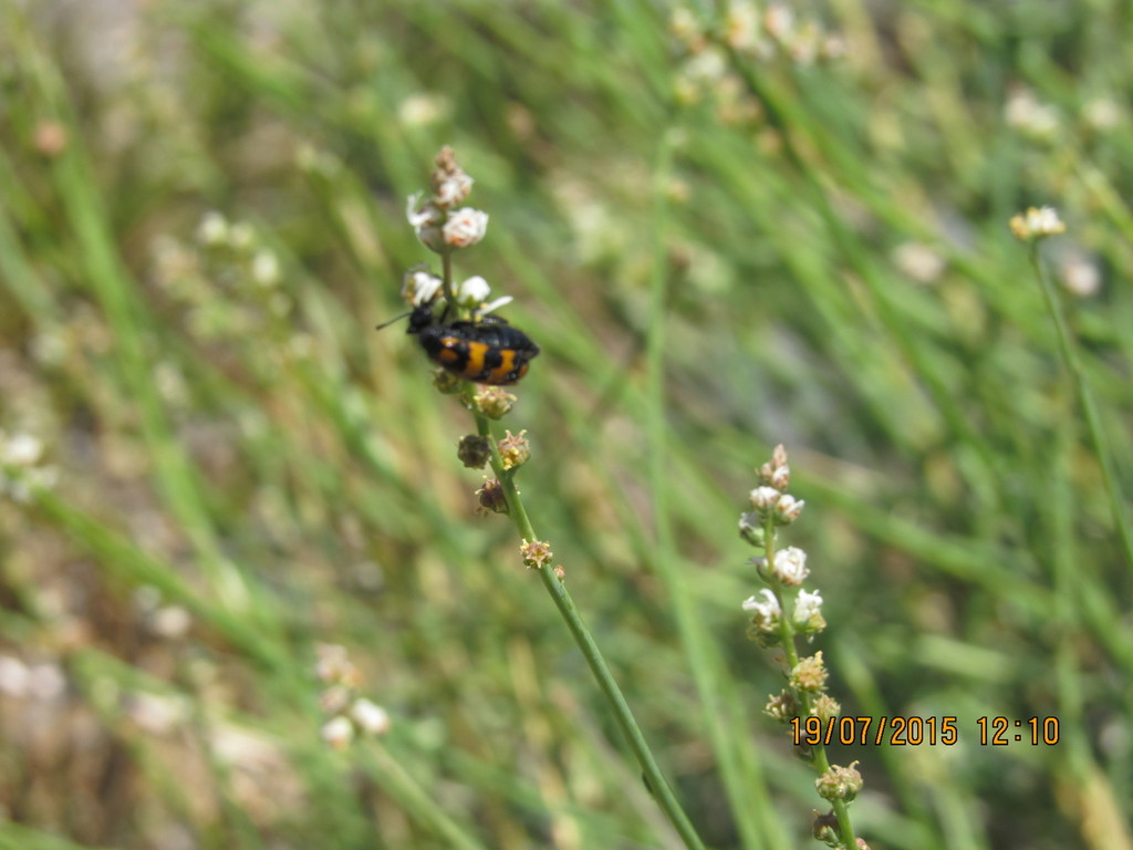 Mylabris nevadensis