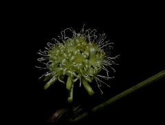 Smilax ovalifolia
