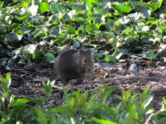 Cavia aperea anolaimae