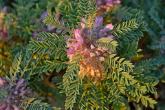 Astragalus thracicus