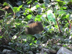 Cavia aperea anolaimae