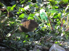 Cavia aperea anolaimae