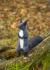 Sciurus vulgaris altaicus