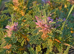 Astragalus thracicus