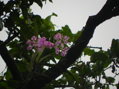 Aerides maculosa