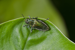 Chrysodema lewisii