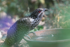 Eudynamys scolopaceus