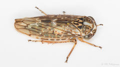 Stenidiocerus poecilus