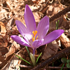 Crocus neapolitanus