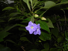 Strobilanthes callosa