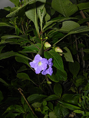 Strobilanthes callosa