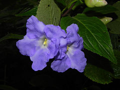 Strobilanthes callosa