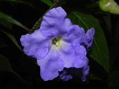 Strobilanthes callosa