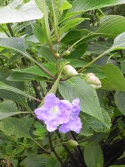 Strobilanthes callosa