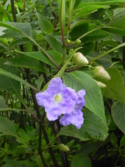Strobilanthes callosa