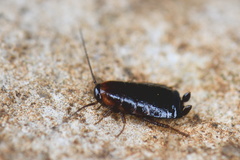 Loboptera