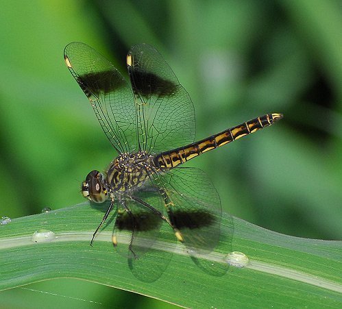 Northern Banded Groundling