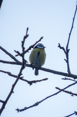 Cyanistes caeruleus