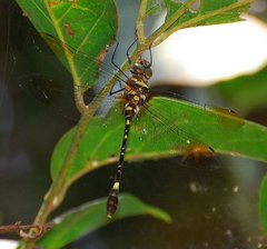 Phyllomacromia picta