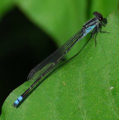 Pseudagrion hamoni
