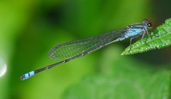 Pseudagrion hamoni