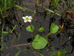 Caltha natans