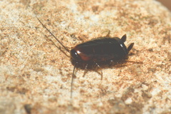 Loboptera