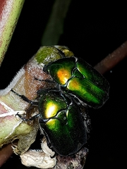 Protaetia cuprea ignicollis