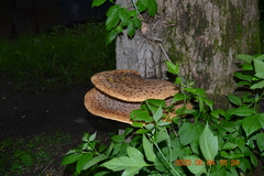 Cerioporus squamosus