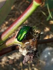 Protaetia cuprea ignicollis