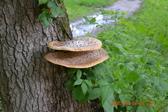 Cerioporus squamosus