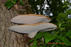 Cerioporus squamosus