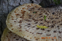 Cerioporus squamosus