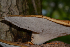 Cerioporus squamosus