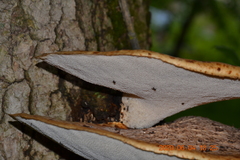 Cerioporus squamosus