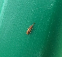 Cryptamorpha desjardinsi