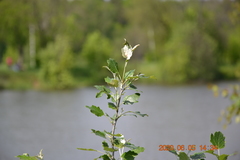 Populus alba
