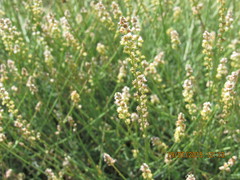 Reseda complicata