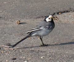 Motacilla alba
